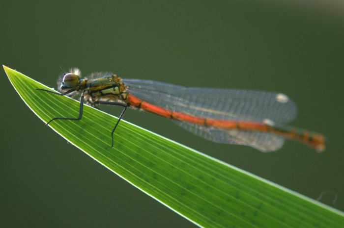 une autre libellule, la petite Nymphe au corps de feu, Pyrrhosoma nymphula