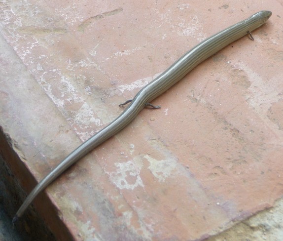 Seps strié - Chalcides striatus - Scincidae (5).jpg