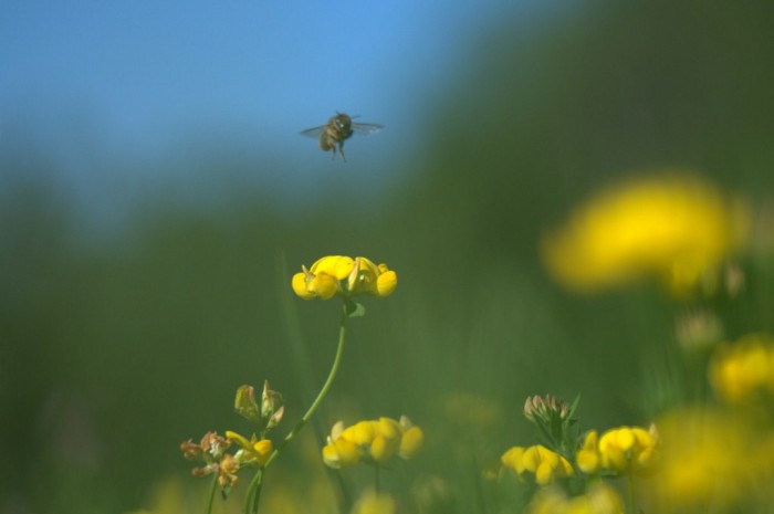 Abeilles sur le même modèle