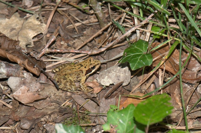 Grenouille agile &quot;Rana dalmatina&quot; une seul image perdue dans les herbes