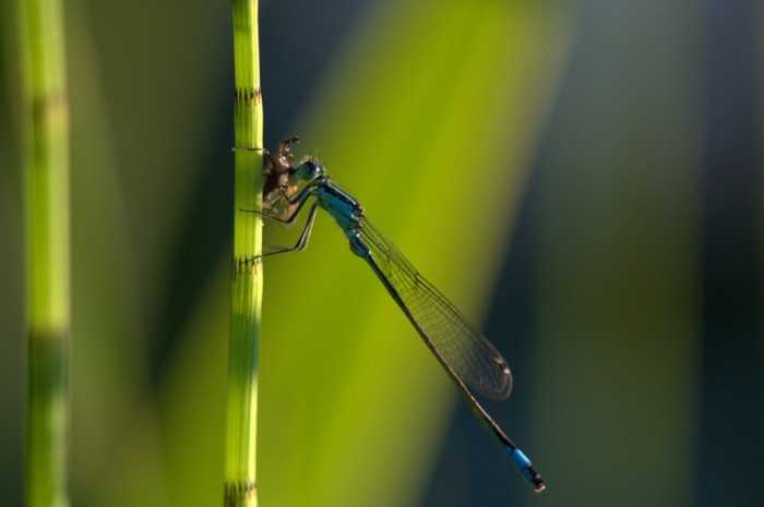 Agrion élégant &quot;Ischnura elegans&quot; en plein repas