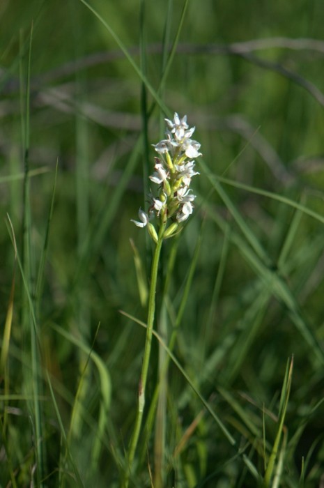 Dactylorhiza maculata en fin de floraison