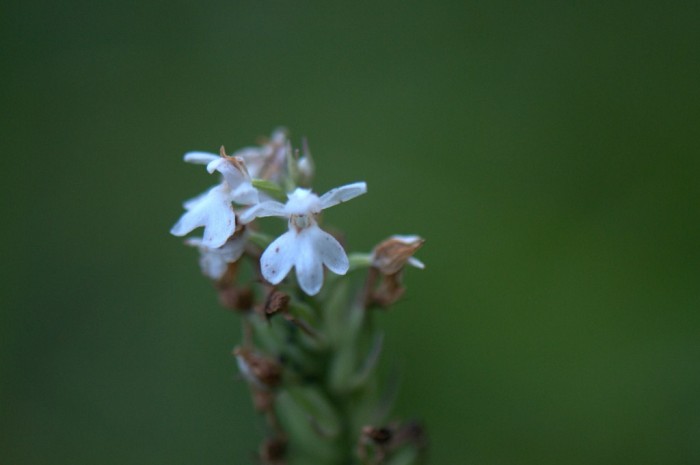 La fleure