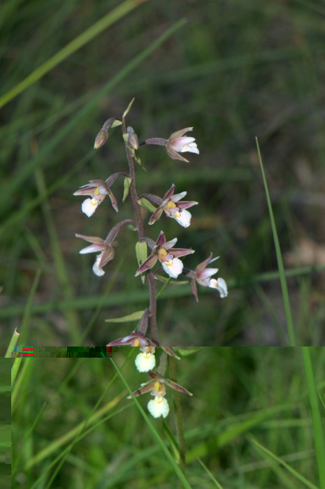 Epipactis palustris