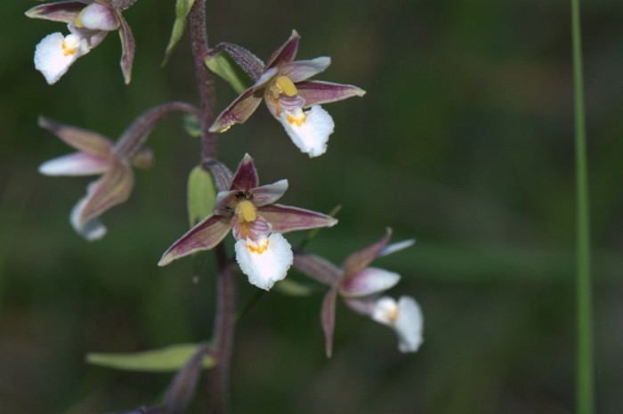 Epipactis palustris (2).jpg