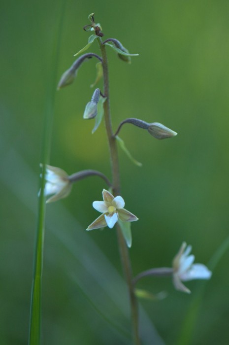 Epipactis palustris (3).jpg