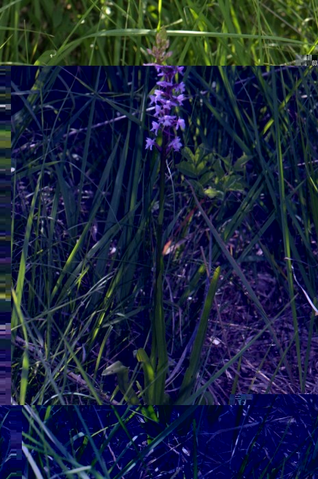 Gimadenia conopsea