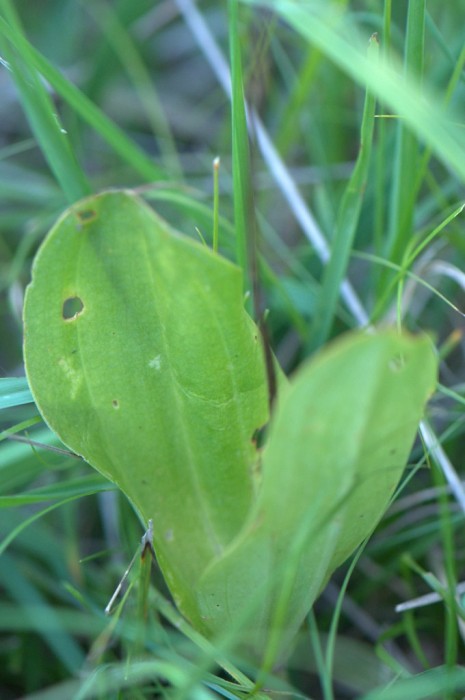 Le feuillage d'un Listeria mais à vérifier, la fleur étant fanée.