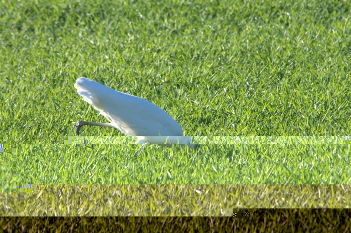 La tête dans l'herbe