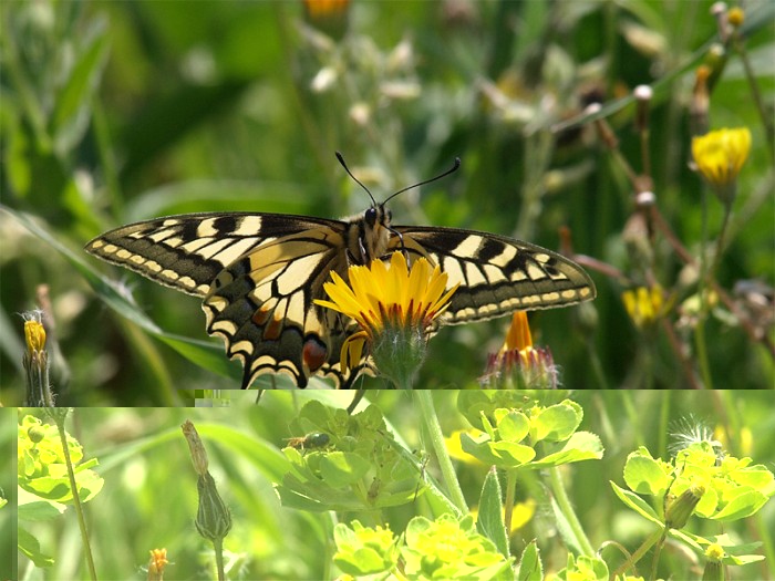 machaon.jpg