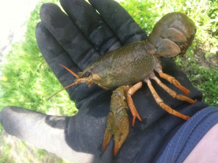 ECREVISSE.jpg (362.98 Kio) Vu 26016 fois Écrevisse