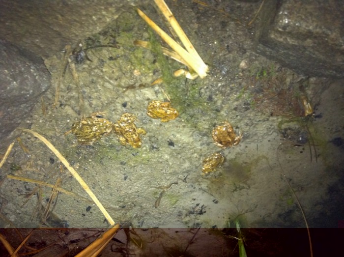 SORTIE NOCTURNE.jpg (398.66 Kio) Vu 27313 fois sortie nocture des crapauds commun