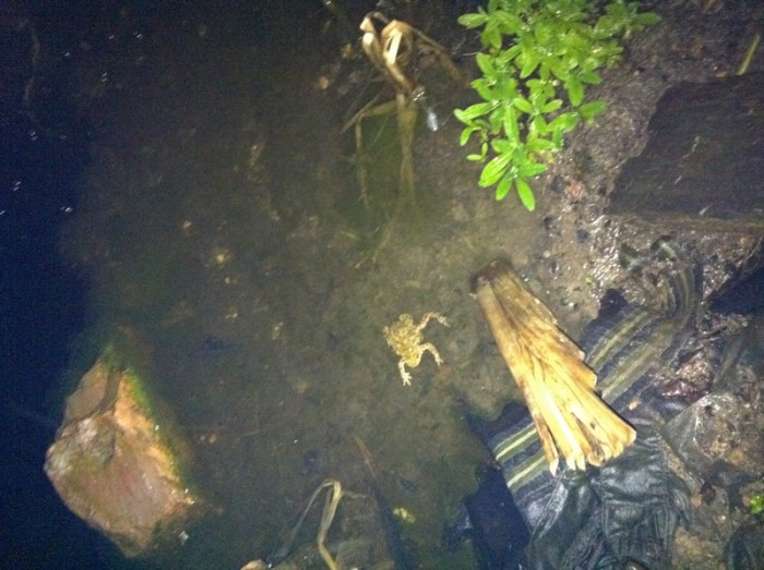 CRAPAUD ACCOUPLEMENT.jpg (404.91 Kio) Vu 26017 fois Accouplement de crapaud