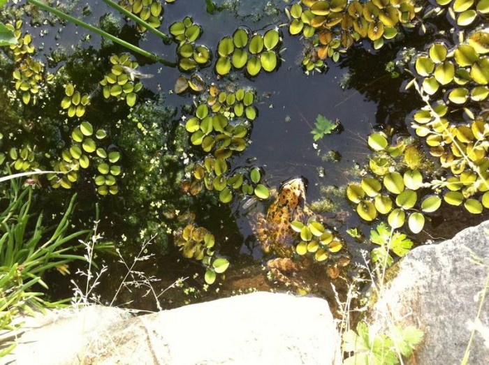 Grenouille Rousse adulte