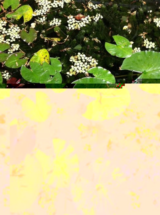 MINI GRENOUILLE.jpg (179.75 Kio) Vu 26016 fois Grenouille Rousse juvénile