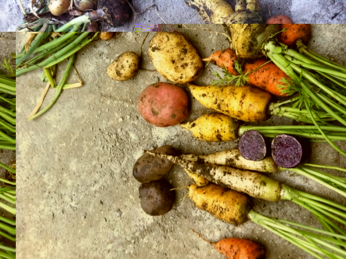 LEGUMES.jpg (505.19 Kio) Vu 29626 fois Un début de récoltes