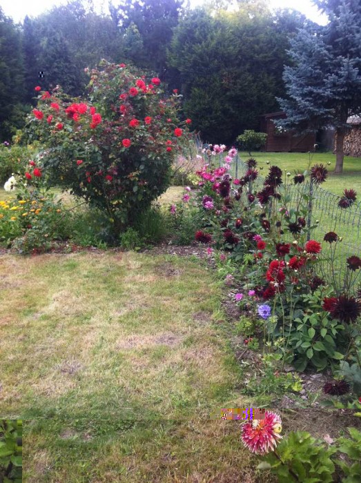 FLEUR.jpg (155.63 Kio) Vu 29626 fois quelques fleurs sur le coté droit