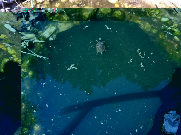 IMG_0626.JPG (412.64 Kio) Vu 27313 fois TORTUE