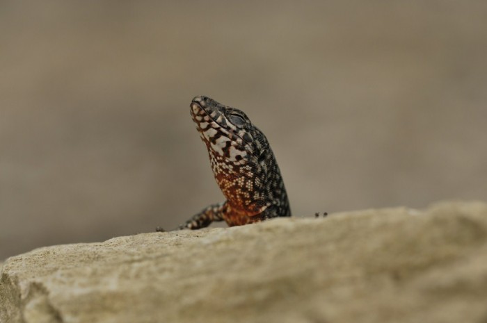 Podarcis muralis