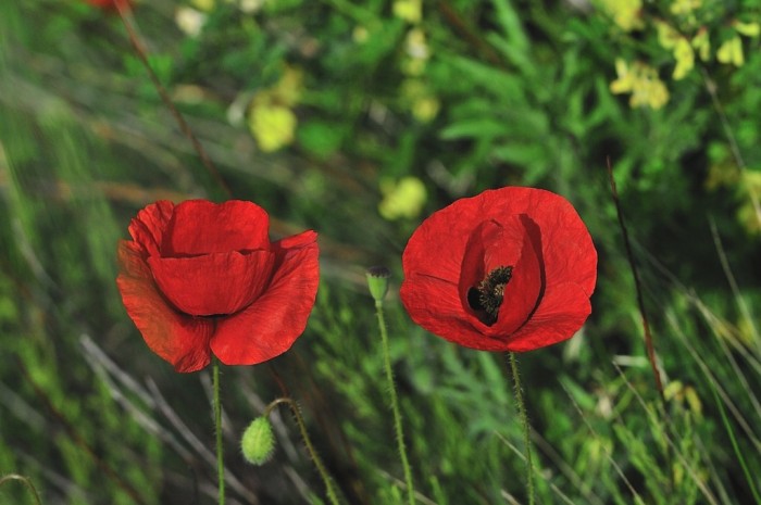 les coquelicots me semblais plus gros que les nôtres ?