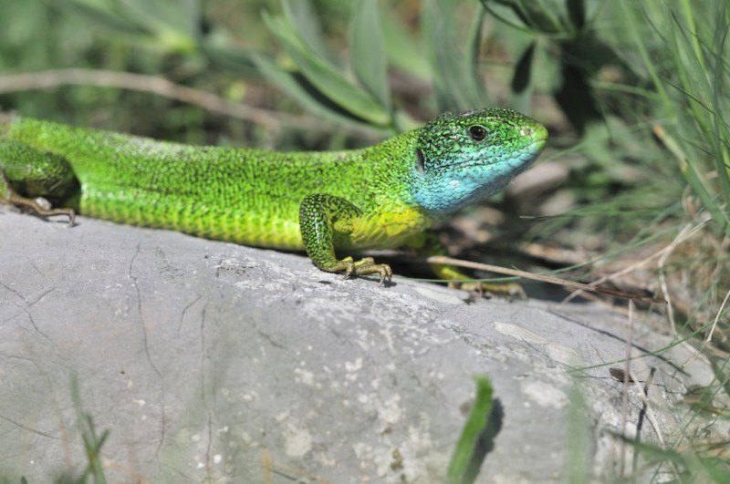 lézard vert