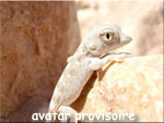 Avatar de l’utilisateur