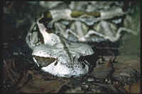 gabonica