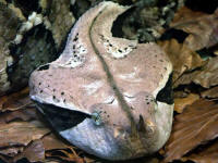 Bitis gabonica rhinoceros