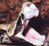 vipere gabonica (bouche)