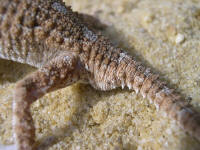 Tarentola (geckonia) chazaliae