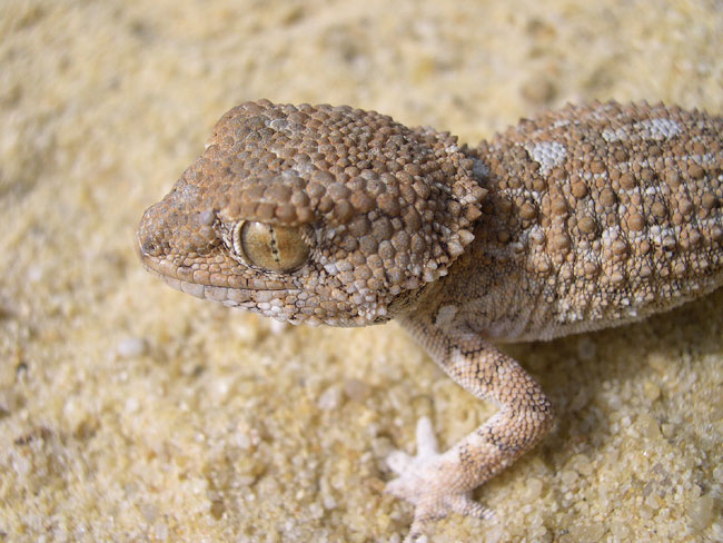 TARENTOLA (GECKONIA) CHAZALIAE, GECKO CASQUE DU MAROC