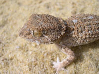 Tarentola (geckonia) chazaliae