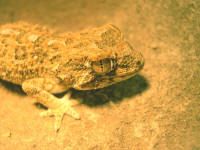 Tarentola (geckonia) chazaliae