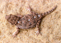 Tarentola (geckonia) chazaliae