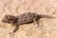 Tarentola (geckonia) chazaliae