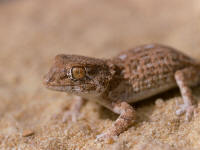 Tarentola (geckonia) chazaliae