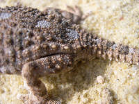 Tarentola (geckonia) chazaliae