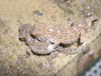 geckonia_acc.jpg