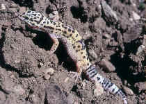 Gecko eublepharis golden