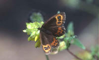 grand negre hongrois
