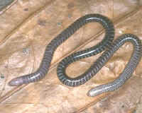 gymnopsis syntrema