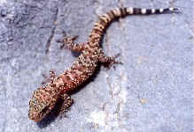 gecko hemidactylus