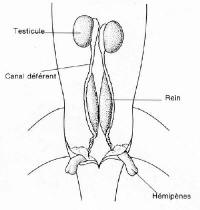 hemipenis d'un reptile