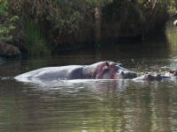 hipposmara.jpg