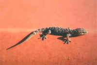 gecko turc
