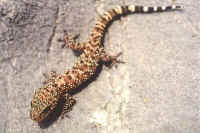gecko turc 2