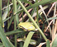 hyla arborea