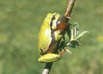 hyla arborea