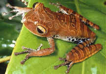 hyla dentei