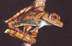 hyla geographica